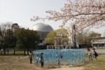近所の公園で桜撮影　EOS Kiss M