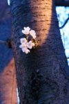 Thumbnail of post image 075